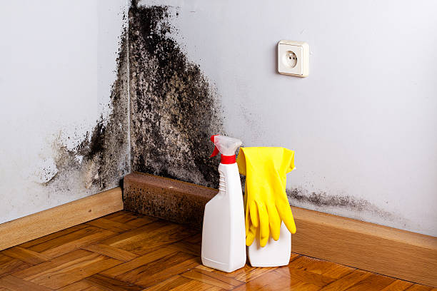 Best Residential Mold Remediation in Kalkaska, MI